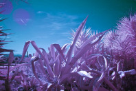 infrared world