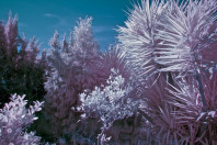 infrared world