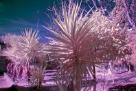 infrared world