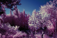 infrared world