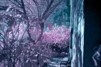 infrared world